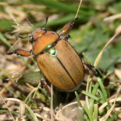 Anoplognathus suturalis (Centreline Christmas beetle) at Throsby, ACT - 28 Nov 2025 by Thurstan