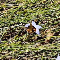 Ocybadistes walkeri (Green Grass-dart) at Aranda, ACT - Today by KMcCue