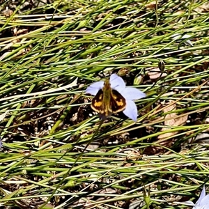 Unverified Skipper (Hesperiidae) at Aranda, ACT - Today by KMcCue