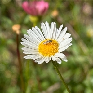 Acanthonevroides sp. (genus) at Belconnen, ACT - Yesterday by KMcCue