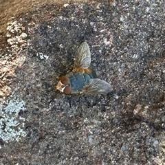 Calliphora augur (Lesser brown or Blue-bodied blowfly) at Aranda, ACT - 26 Nov 2025 by KMcCue