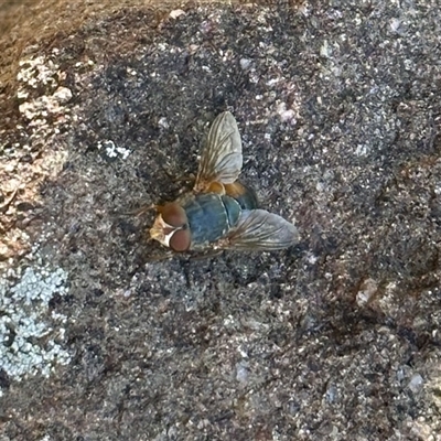 Calliphora augur (Lesser brown or Blue-bodied blowfly) at Aranda, ACT - 26 Nov 2025 by KMcCue