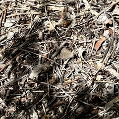 Zizina otis at Aranda, ACT - 26 Nov 2025 by KMcCue