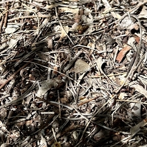 Unverified Blue or Copper (Lycaenidae) at Aranda, ACT - 26 Nov 2025 by KMcCue