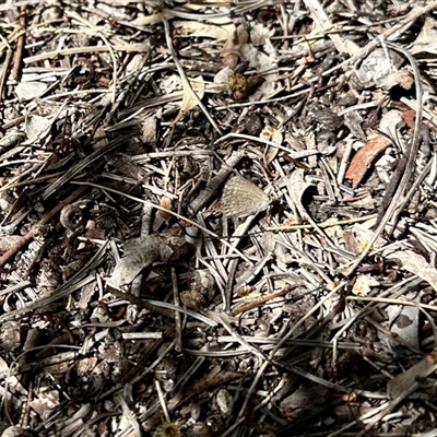 Zizina otis at Aranda, ACT - 26 Nov 2025 by KMcCue