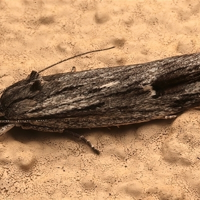 Lichenaula tuberculata at Ainslie, ACT - 26 Nov 2025 by jb2602