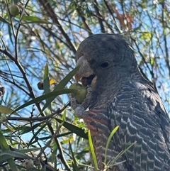 Callocephalon fimbriatum (Gang-gang Cockatoo) at Cook, ACT - 28 Nov 2025 by Jennybach
