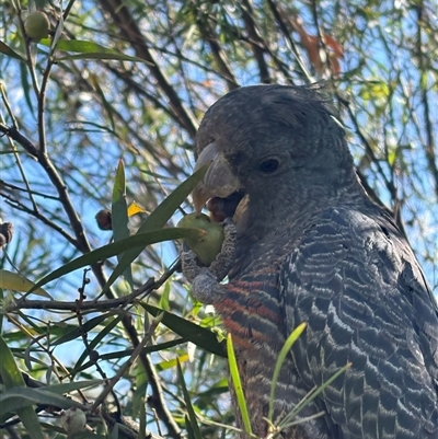 Callocephalon fimbriatum (Gang-gang Cockatoo) at Cook, ACT - 28 Nov 2025 by Jennybach