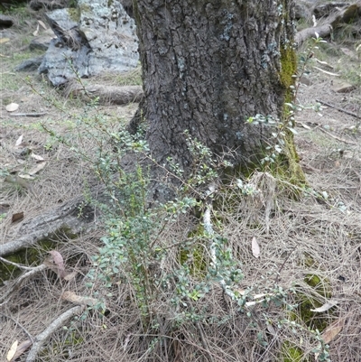 Pittosporum multiflorum at Ballyroe, NSW - 31 Dec 2017 by TwoRivers