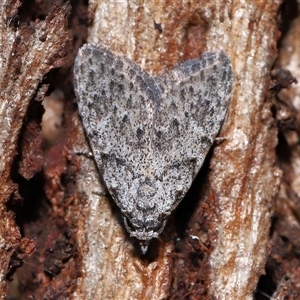 Nola phloeophila at Fyshwick, ACT - 27 Nov 2025 by TimL