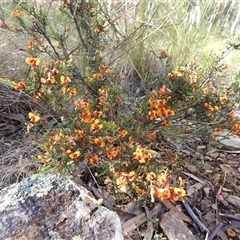 Dillwynia phylicoides at Ballyroe, NSW - 15 Nov 2017 by TwoRivers