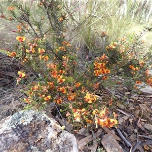 Dillwynia phylicoides at Ballyroe, NSW - 15 Nov 2017 by TwoRivers