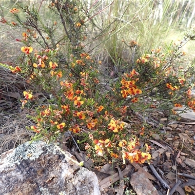 Dillwynia phylicoides at Ballyroe, NSW - 15 Nov 2017 by TwoRivers