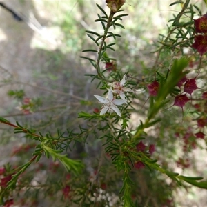 Calytrix tetragona at Ballyroe, NSW - 13 Nov 2017 by TwoRivers