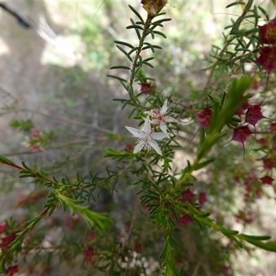 Calytrix tetragona at Ballyroe, NSW - 13 Nov 2017 by TwoRivers
