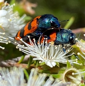 Castiarina crenata at Karabar, NSW - Yesterday by SteveBorkowskis