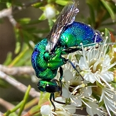 Unverified Other wasp at Karabar, NSW - 28 Nov 2025 by SteveBorkowskis