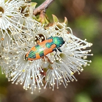Castiarina hilaris (A jewel beetle) at Karabar, NSW - 28 Nov 2025 by SteveBorkowskis