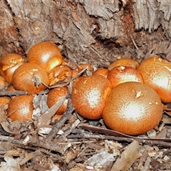 Gymnopilus junonius (Spectacular Rustgill) at Yarralumla, ACT - 26 Nov 2025 by TimL