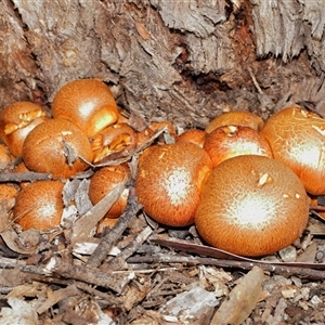 Gymnopilus junonius at Yarralumla, ACT - 26 Nov 2025 by TimL