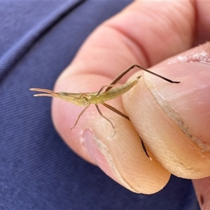 Keyacris scurra by Tinker8