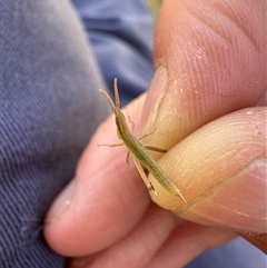 Keyacris scurra by Tinker8