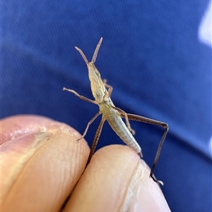 Keyacris scurra by Tinker8