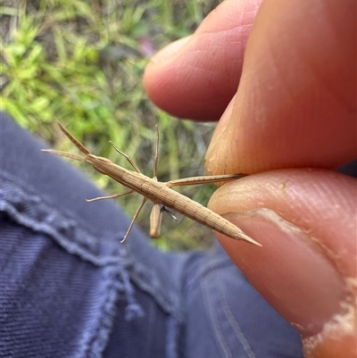 Acrida conica (Giant green slantface) at Brayton, NSW - 28 Nov 2025 by Tinker8