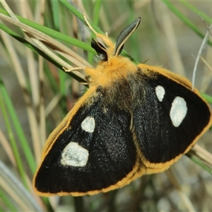 Anthela guenei (Four-Spot Anthelid) at Captains Flat, NSW - Yesterday by Csteele4