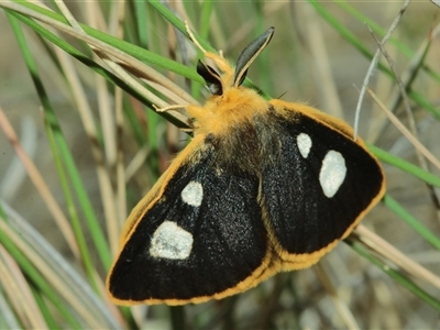 Anthela guenei (Four-Spot Anthelid) at Captains Flat, NSW - Yesterday by Csteele4