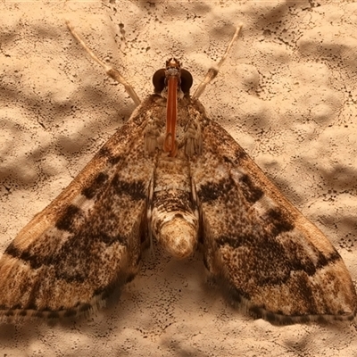 Nacoleia rhoeoalis (A Crambid moth (Spilomelinae) at Ainslie, ACT - 26 Nov 2025 by jb2602