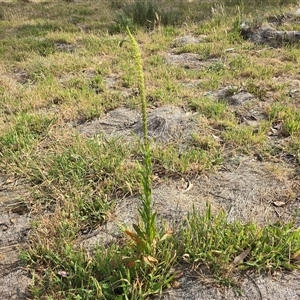 Reseda luteola at Symonston, ACT - Today by Mike