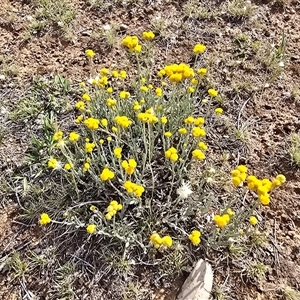 Chrysocephalum apiculatum at Symonston, ACT - Today by Mike