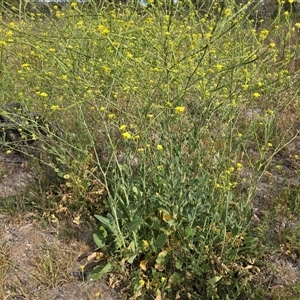 Hirschfeldia incana at Symonston, ACT - Today by Mike