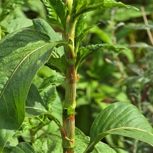 Persicaria lapathifolia at Symonston, ACT - Today by Mike