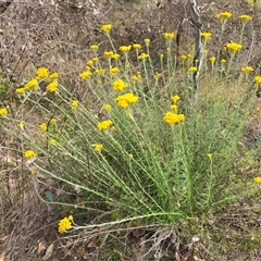 Chrysocephalum semipapposum (Clustered Everlasting) at Symonston, ACT - 28 Nov 2025 by Mike
