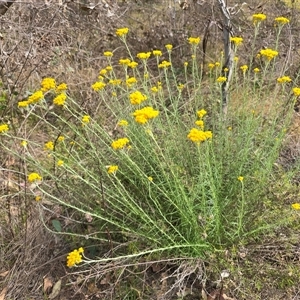 Chrysocephalum semipapposum at Symonston, ACT - Today by Mike