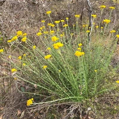 Chrysocephalum semipapposum (Clustered Everlasting) at Symonston, ACT - 28 Nov 2025 by Mike