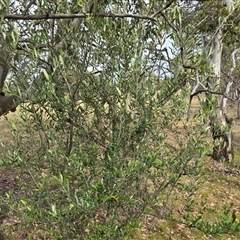 Olea europaea subsp. cuspidata (African Olive) at Symonston, ACT - 28 Nov 2025 by Mike