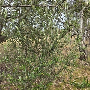Olea europaea subsp. cuspidata at Symonston, ACT - Today by Mike