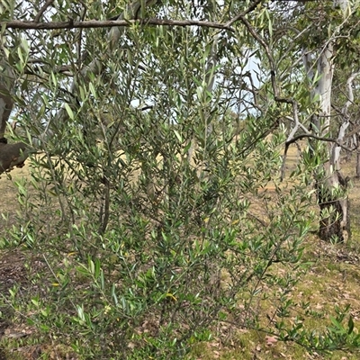 Olea europaea subsp. cuspidata (African Olive) at Symonston, ACT - 28 Nov 2025 by Mike