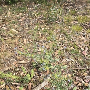 Cynoglossum australe at Symonston, ACT - Today by Mike