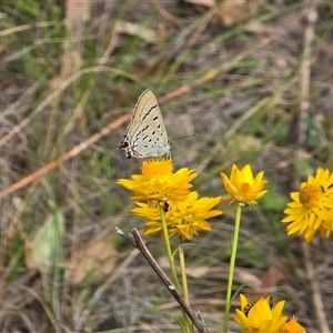 Jalmenus ictinus (Stencilled Hairstreak) at Symonston, ACT - Yesterday by Mike