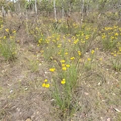 Xerochrysum viscosum (Sticky Everlasting) at Symonston, ACT - 28 Nov 2025 by Mike