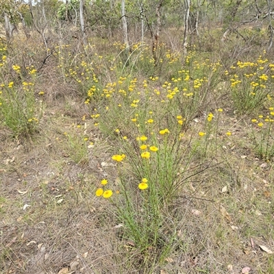 Xerochrysum viscosum (Sticky Everlasting) at Symonston, ACT - 28 Nov 2025 by Mike