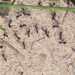 Iridomyrmex purpureus (Meat Ant) at Symonston, ACT - Yesterday by Mike