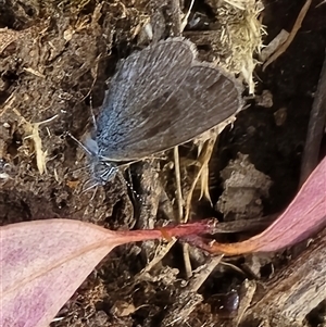 Zizina otis (Common Grass-Blue) at Symonston, ACT - Yesterday by Mike