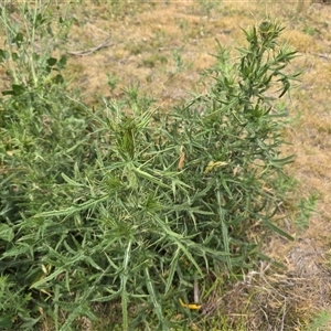 Cirsium vulgare at Symonston, ACT - Today by Mike