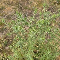 Carthamus lanatus (Saffron Thistle) at Symonston, ACT - Today by Mike