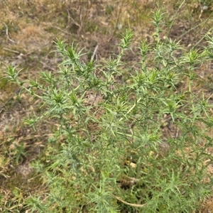 Carthamus lanatus at Symonston, ACT - Today by Mike